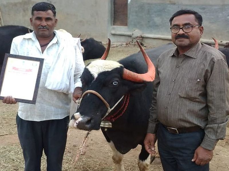Madan Nandwanshi's buffalo won the third position in the national level animal husbandry | राष्ट्रीय पशुप्रदर्शनात ‘नागपुरी म्हशी’चा बोलबाला
