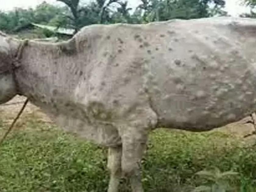  Amravati district, 345 animals have been infected with lumpy disease and 13 have died | अमरावती जिल्ह्यात लम्पीचा विळखा, ३४५ जनावरे बाधित तर १३ मृत्यूमुखी