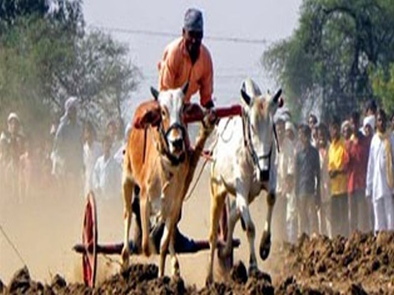 Amravati: banned On bullock cart race | अमरावती : तळेगावच्या शतकोत्तर शंकरपटावर सावट