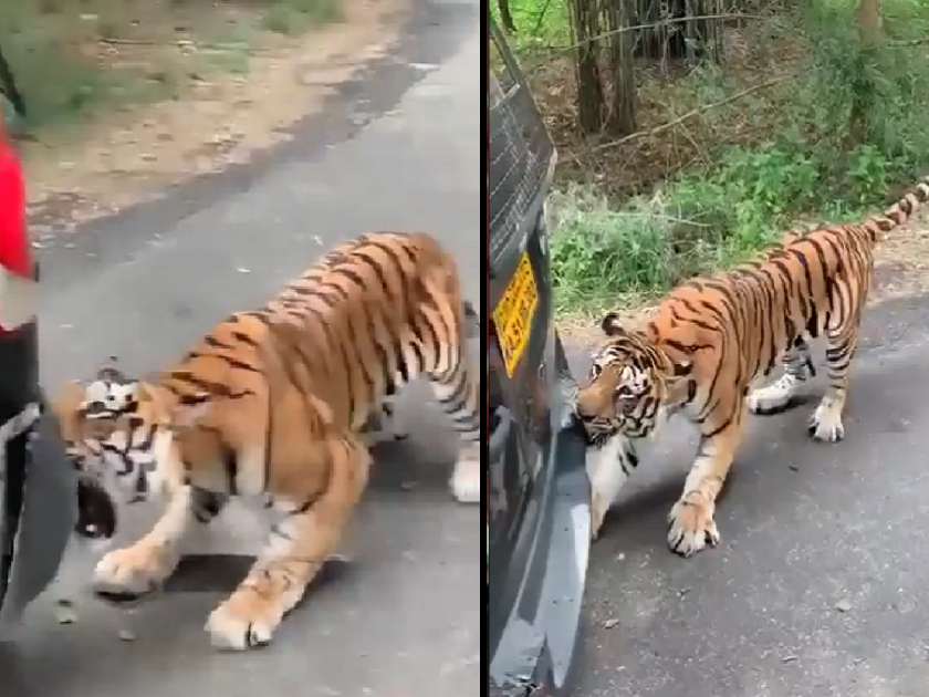 The tiger attacked on car and pulled it by its jaw, Anand Mahindra shared the video | कारवर हल्ला करुन वाघाने आपल्या जबड्याने ओढली कार, आनंद महिंद्रांनी शेअर केला व्हिडिओ