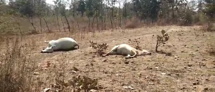 35 animals die of various diseases at Zari in Yavatmal district | यवतमाळ जिल्ह्यातील झरी येथे विविध आजाराने ३५  जनावरांचा मृत्यू