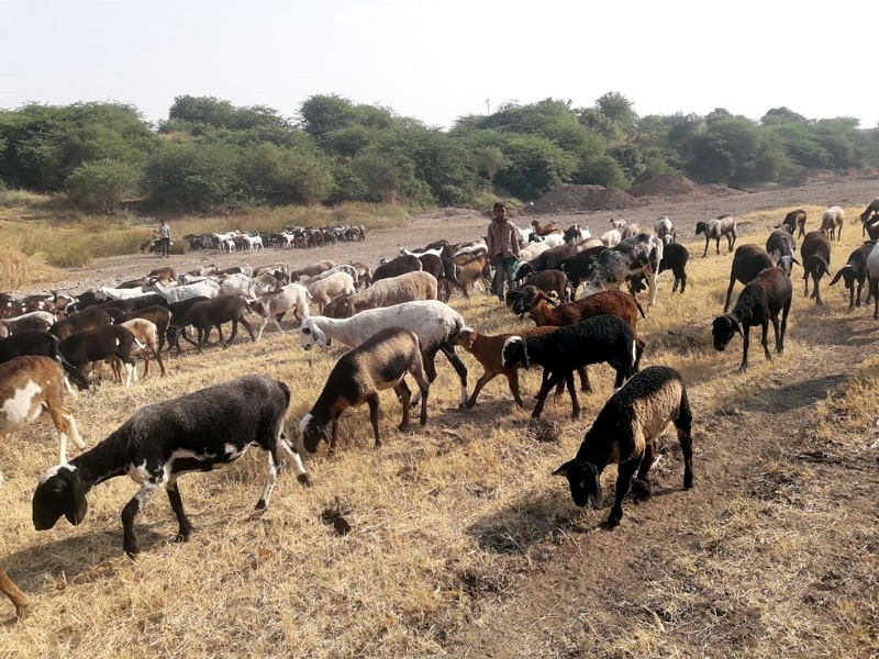 Six lakh Metric Tone of fodder for Parbhani district in drought planning | परभणी जिल्ह्यासाठी सहा लाख मे़ टन चाऱ्याचे नियोजन