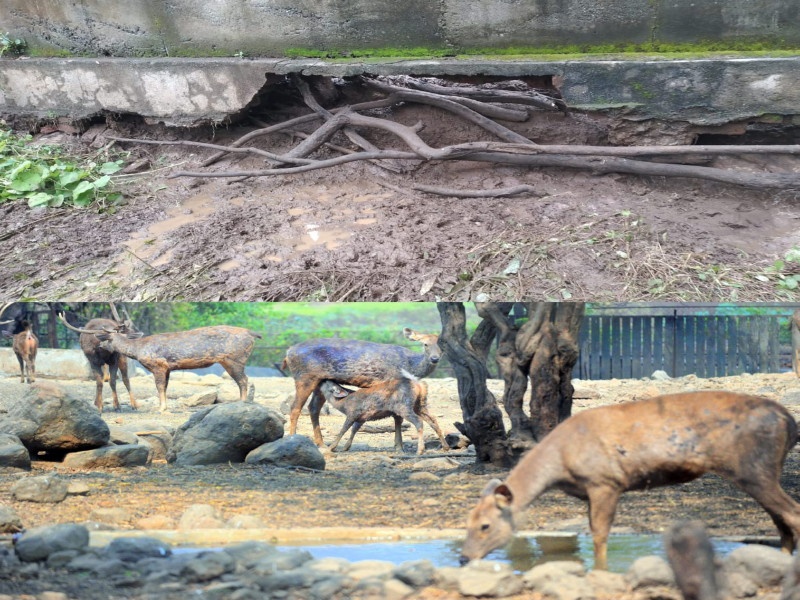 Two sambars made a splash from Pune's Rajiv Gandhi Zoo | Katraj Zoo Park: पुण्याच्या राजीव गांधी प्राणिसंग्रहालयातून दोन सांबरांनी ठोकली धूम