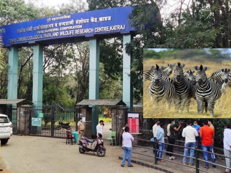 Pune rajiv gandhi zoo park now Reptile Park Zebra will also be introduced soon | पुण्यातील सर्पोद्यान आता ‘रेप्टाइल पार्क’; लवकरच झेब्राही दाखल होणार