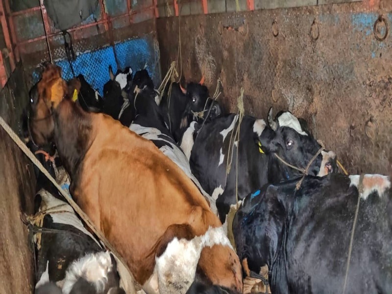 15 cows rescued for slaughter in Baramati; Filed charges against both | बारामतीत कत्तलीसाठी घेऊन चाललेल्या १५ गाईंची सुटका; दोघांविरोधात गुन्हा दाखल