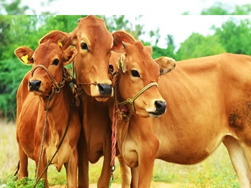 In Chhatrapati Sambhajinagar district, livestock are suffering from water scarcity more than fodder | छत्रपती संभाजीनगर जिल्ह्यात पशुधनाला चाऱ्यापेक्षा पाणीटंचाईच्या अधिक झळा