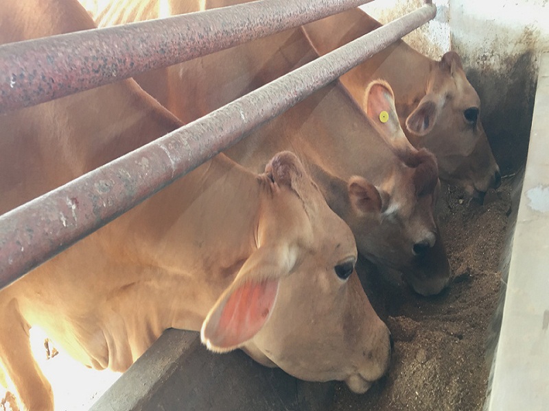 Rescued 13 bulls for slaughter Performance of Beed Rural Police | कत्तलीसाठी जाणाऱ्या १३ बैलांची सुटका; बीड ग्रामीण पोलिसांची कामगिरी