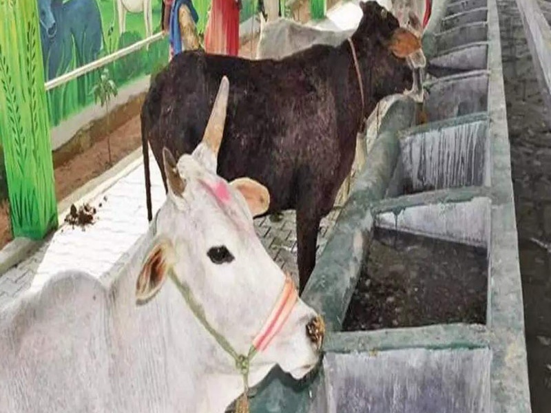 Salivary gland disease in Indapur taluka; Livestock in trouble due to non-availability of vaccine | इंदापूरात तालुक्यात लाळ खुरकत रोगाचं थैमान; लस उपलब्ध नसल्यानं पशुधन अडचणीत