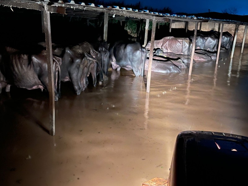 Heavy rains in Pune; In Khed, the animals in the barn are in the water all night | Heavy Rain: पुण्यात पावसाचा हाहाकार; खेडमध्ये गोठ्यातील जनावरं रात्रभर पाण्यात