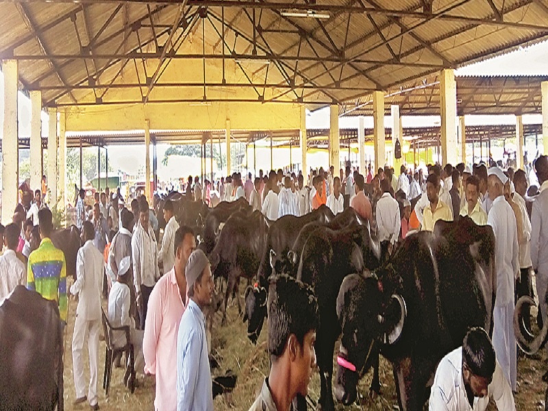 Drought in Marathwada : Pet in market doesn't get back to home;a deadly stories of farmers from animal bazaar | Drought In Marathwada : म्हसणात आणलेला मुर्दा अन् बाजारात नेलेले जनावर घरी नाही नेता येत !