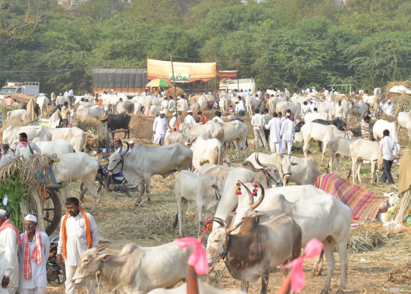 Aab ... ... two and a half million bulls, hundreds of millions of people turnover in Siddheshwar yatra in the cattle market! | अबब़़...तब्बल अडीच लाखांचा बैल, सोलापूरच्या सिद्धेश्वर यात्रेतील जनावर बाजारात लाखोंची उलाढाल !