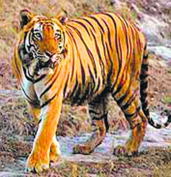 Tigers panic in Usiripar area | उसरीपार परिसरात वाघाची दहशत