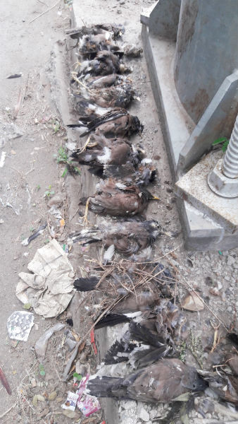 Events in Solapur; 30 birds killed in the towers | सोलापूरातील घटना ; टॉवरमध्ये अडकून ३० पक्षी मृत्युमुखी