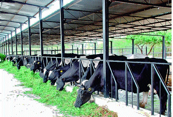 Be careful not to get sick: climate change; Reduce milk production in the rainy season | आजार होऊ नये याची काळजी घ्या : वातावरणातील बदलाचा मोठा परिणाम; दूध उत्पादनातही घट पावसाळ्यात जनावरांचे आरोग्य जपा -कृषीमंच