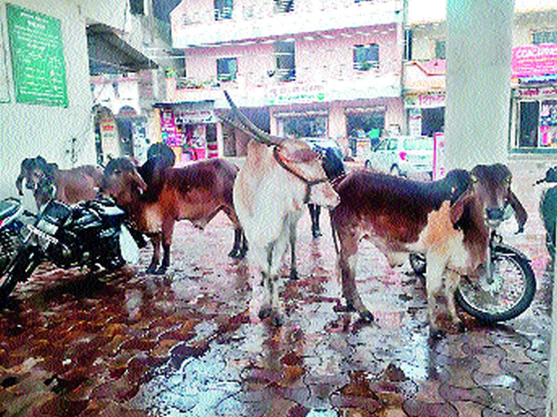 Traffic movement in the city due to slaughtered animals | मोकाट जनावरांमुळे शहरात वाहतूक कोंडी