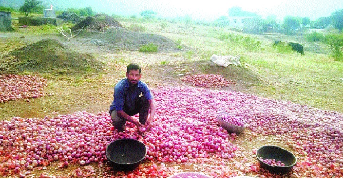 Onion weeps, I grow! - - Jagar - Sunday Special | कांदा रडवितो, तरी मी पिकवितो! - - जागर - रविवार विशेष