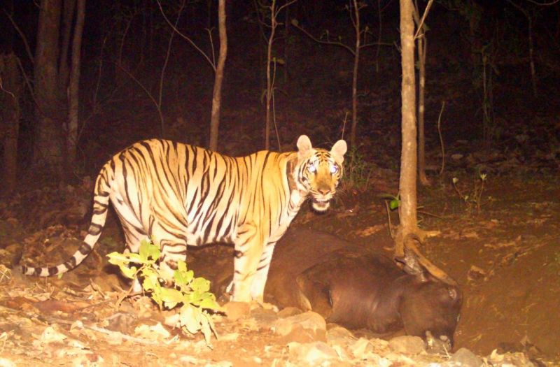 Attacker tigress at Melghat arrives at Gorewada zoo | मेळघाट व्याघ्रप्रकल्पातील हल्लेखोर वाघीण गोरेवाडा प्राणीसंग्रहलयात दाखल