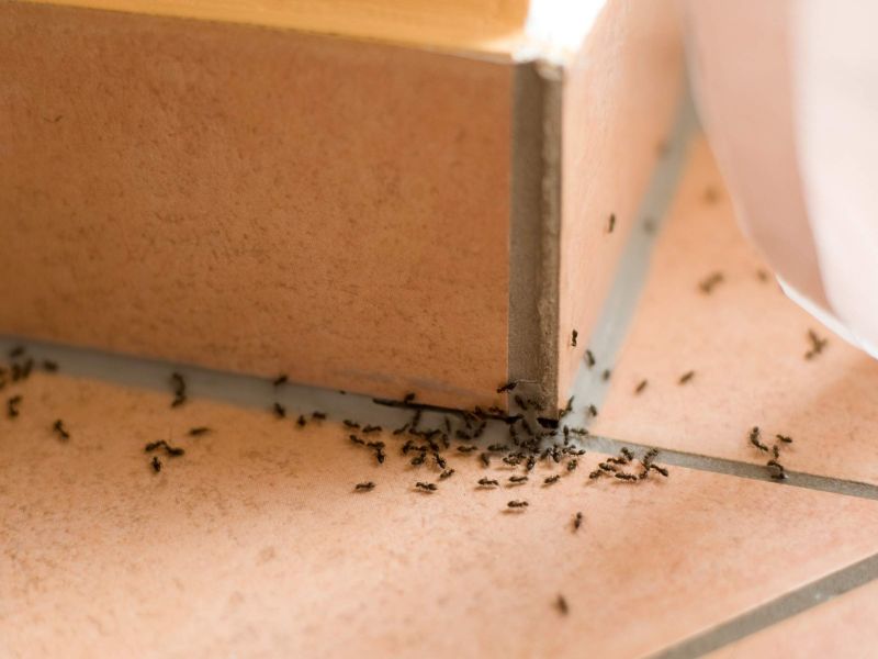 Amazing home remedies to get rid of ants | या घरगुती उपायांनी कमी करा घरातील मुंग्यांचा त्रास