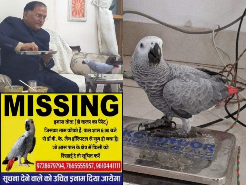Rajasthan Hospital staff engaged in finding parrot, finder will get reward | बेपत्ता पोपटासाठी पत्नीनं खाणं-पिणंच सोडलं; डॉक्टरनं छापल्या लाखोंच्या जाहिराती, देणार मोठं बक्षीस