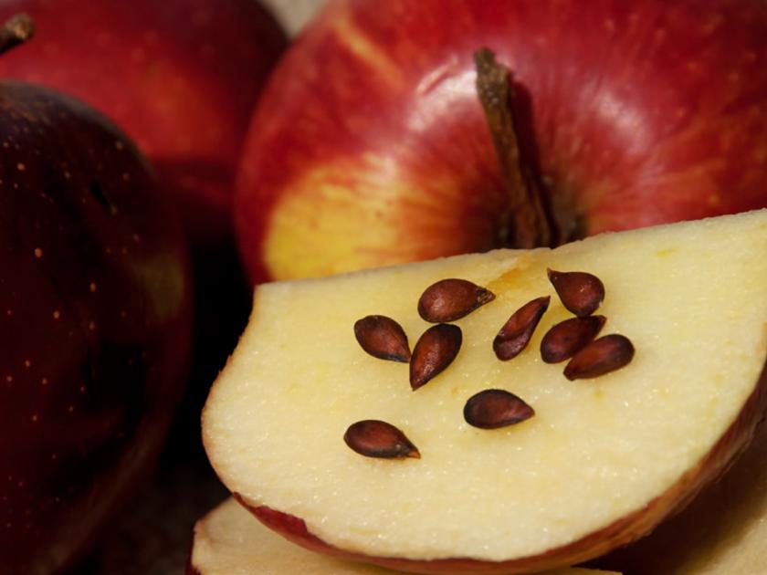 apple seeds are poisonous for body very dangerous for health | सफरचंदाच्या बिया म्हणजे विषच! पोटात जाताच होऊ शकतो मृत्यू, सफरचंद खाताना राहा सावधान