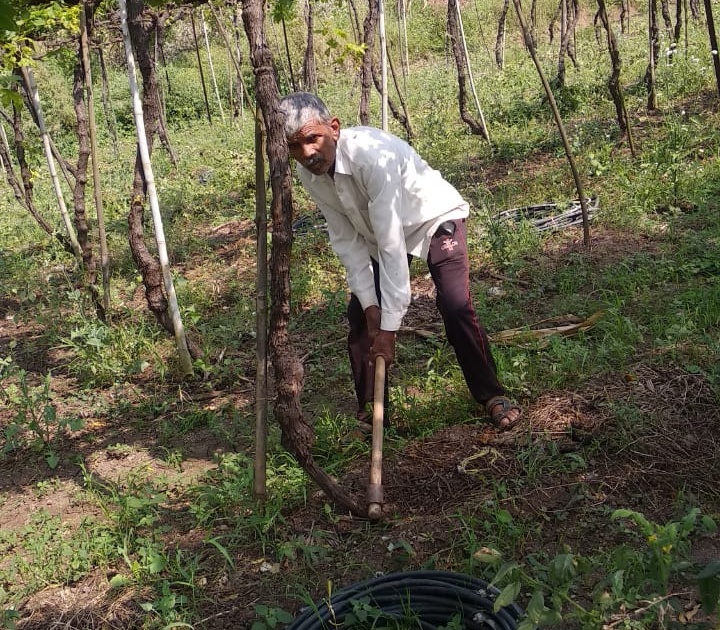 A farmer breaks a vineyard in Arvad | आरवडेत शेतक-याने तोडली द्राक्षबाग