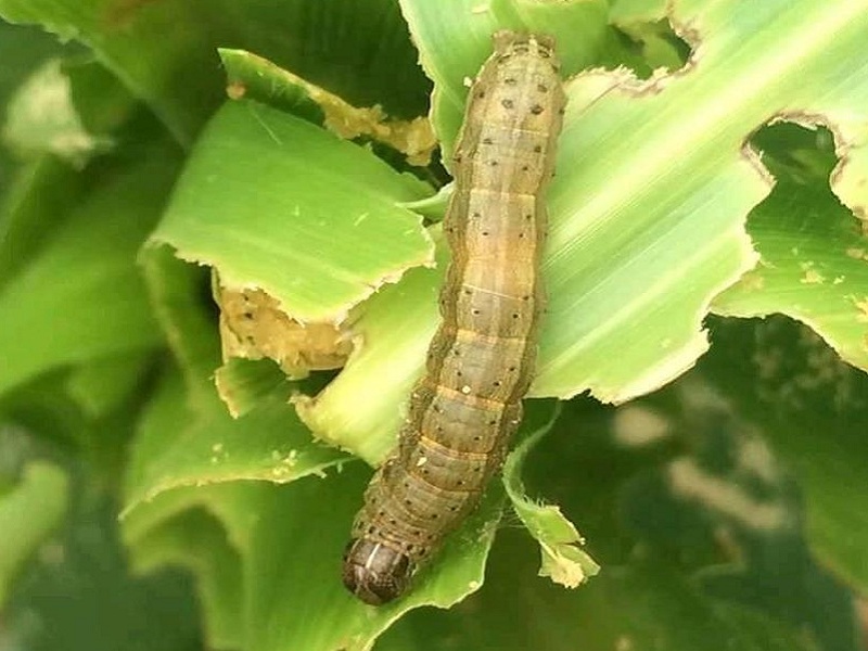 Armyworm on farm crop is like nuclear bomb | शेत पिकावरील लष्करी अळी जैविक बॉम्बच...