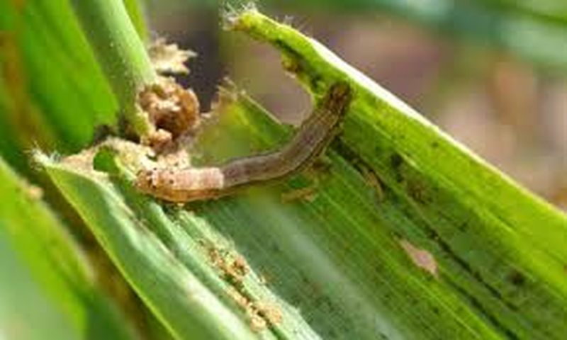 The army worm on corn threatens cotton? | मक्यावरील ‘लष्करी’चा कापसाला धोका?