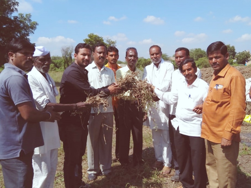 Gandhigiri Officials welcomed with bad soybeans and cotton plants | गांधीगिरी : जालन्यात खराब सोयाबीन-कपाशीचे बुके देऊन केले अधिकाऱ्यांचे स्वागत