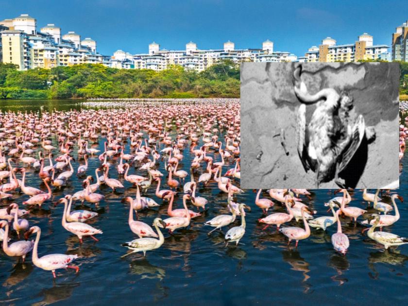 Forest department inquiry into flamingo deaths; Information of Additional Chief Principal Conservator of Forests | फ्लेमिंगाेंच्या मृत्यूची वनविभागाकडून चौकशी; अपर मुख्य प्रधान वनसंरक्षकांची माहिती