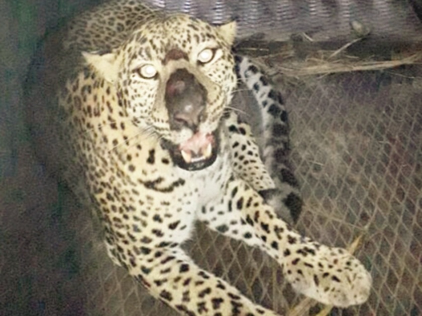 Aunt leopard in Asswi; Complaint on the complaint of 'our government' portal | आश्वी येथे बिबट्याची मादी जेरबंद; ‘आपले सरकार’ पोर्टलवरील तक्रारीची दखल