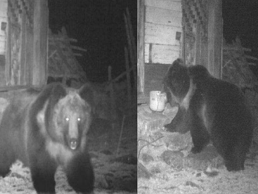 Brown Tibetan bear spotted for the first time in India; Information given by IFS officer | भारतात पहिल्यांदाच दिसले तपकिरी तिबेटी अस्वल; IFS अधिकाऱ्याने दिली माहिती...