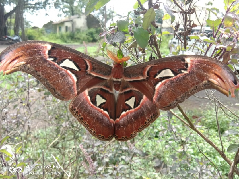 "Atlas Moth", one of the rare large moths found at Lamb | कोकरूड येथे सापडले दुर्मिळ मोठ्या पतंगापैकी एक "एॅटलास मॉथ"