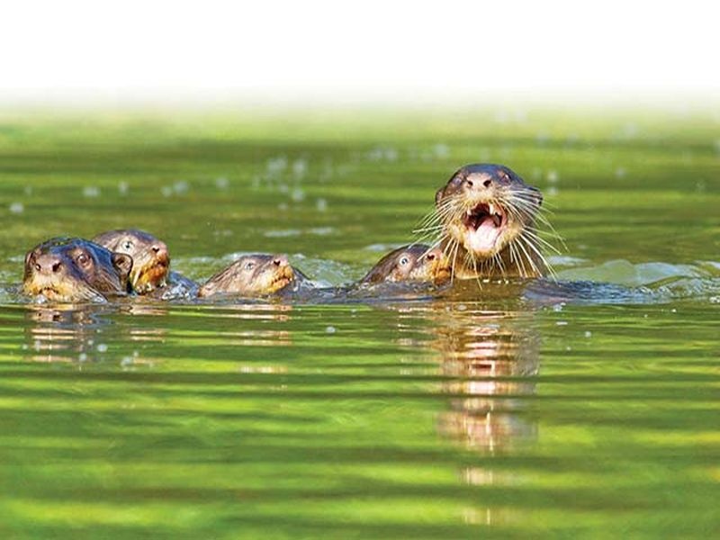 Search of Otter | पाणमांजरांचा शोध