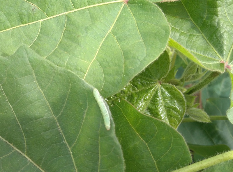 After the worm, now the green larvae that wrap the leaves on cotton keeps farmer in scare | बोंडअळीनंतर आता कापसावर पाने गुंडाळणाऱ्या हिरव्या अळीचे संकट 