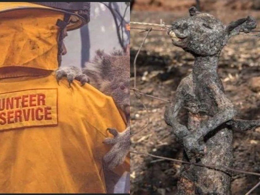 crores of animals feared dead in australia forest fires | वेदनादायक ! ऑस्ट्रेलियातील महाभयानक आगीत 480,000,000 वन्यजीवांचा जळून मृत्यू