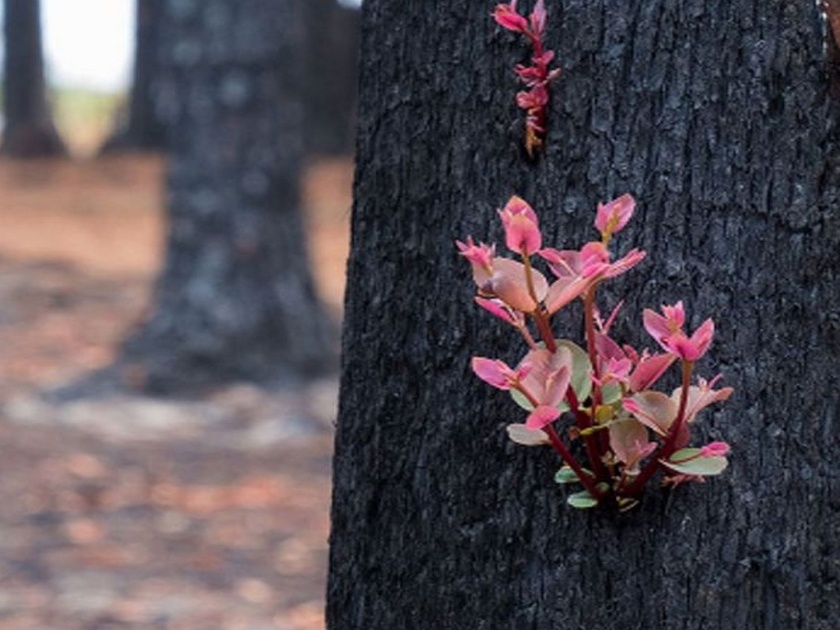 New bloom rises from Australia Bushfires ashes pics giving hope to the peoples- | सगळं काही बेचिराख झाल्यानंतरचे ऑस्ट्रेलियातील 'हे' फोटो पाहून कळतं, यालाच जीवन ऐसे नाव...