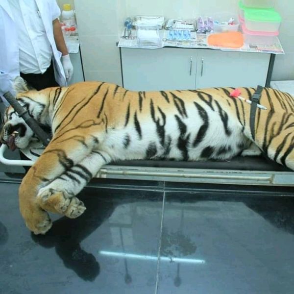 Notice to nine officers in tigress poaching case | वाघिणीच्या शिकार प्रकरणात नऊ अधिकाऱ्यांना नोटीस