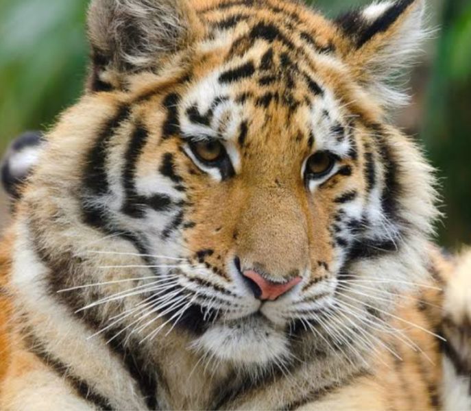 Avni's cube injured in fight with another tigress | वाघिणीशी झुंजीत अवनीची बछडी जखमी