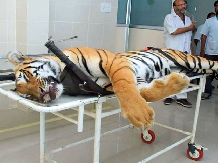 Avani tigress was illegally killed in the forest enclosure; Aarth Brigade Foundation's Allegation in HC | अवनी वाघिणीला बेकायदेशीरपणे ठार मारण्यात आले; अर्थ ब्रिगेड फाउंडेशनचा हायकोर्टात आरोप