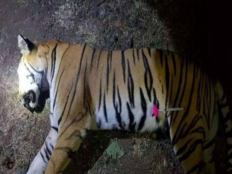 Non-reporting of 'Avni' will withhold funds; National Tiger Protection Authority alert | ‘अवनी’चा अहवाल न दिल्यास निधी रोखणार; राष्ट्रीय व्याघ्र संरक्षण प्राधिकरणाचा इशारा