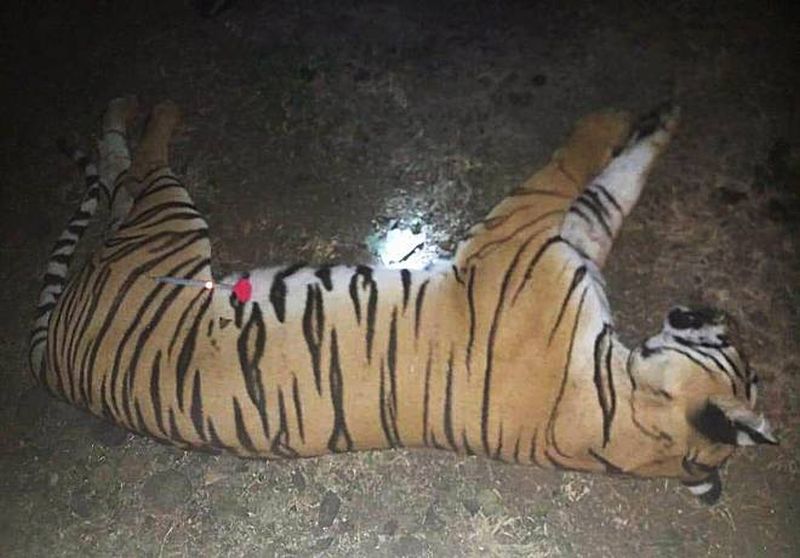 Do T-1 Tigress death inquiry by SIT | टी-१ वाघिणीच्या मृत्यूची एसआयटीमार्फत चौकशी करा