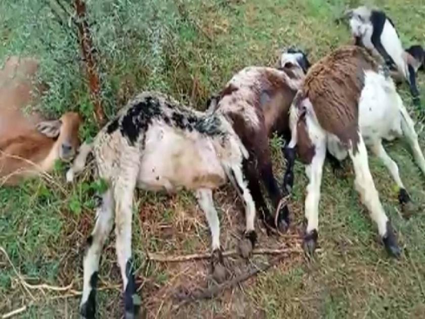 lightning strike along with rain, five goats killed in Navegaon Shivara | पावसासोबत वीज कडाडली, नवेगाव शिवारात पाच बकऱ्या ठार