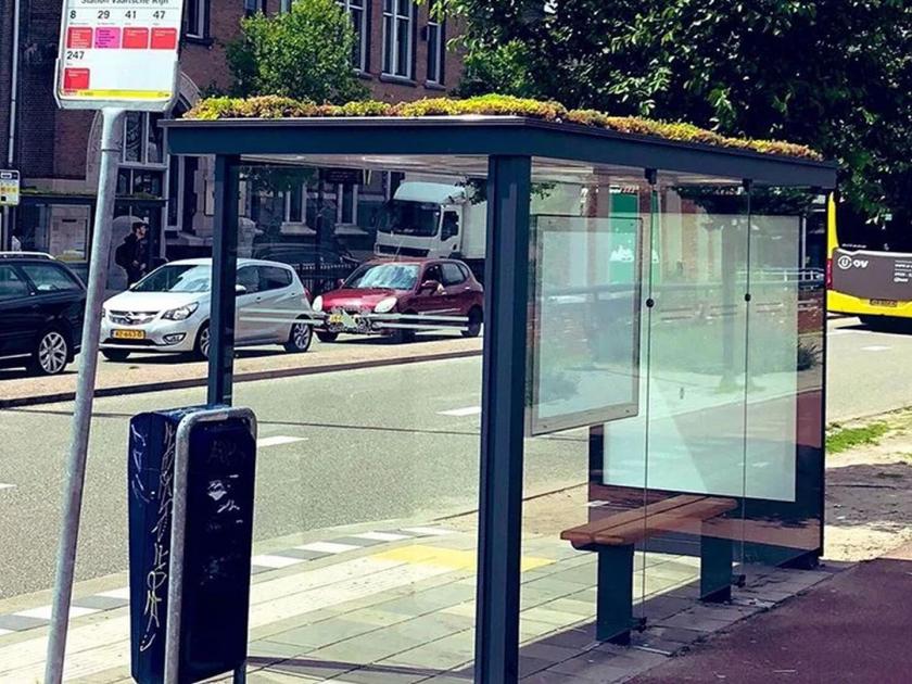 Netherlands transforms bus stops into bee stops | 'इथे' ताजी हवा मिळवण्यासाठी बस स्टॉप्स केले 'B-Stops' मध्ये रूपांतरित! 