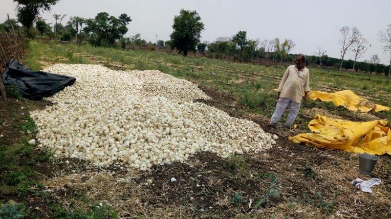 Onion growers rush due to unseasonal rains in Wardha district | अवकाळी पावसामुळे कांदा उत्पादक शेतकऱ्यांची धावपळ