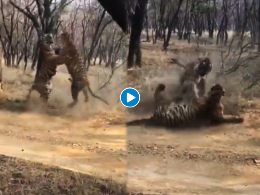 Tigers territorial fight video shared by ifs watch | VIDEO : आरारारा खतरनाक! दोन वाघांची फ्री-स्टाइल फाइट पाहून बसल्या जागी फुटेल तुम्हाला घाम....
