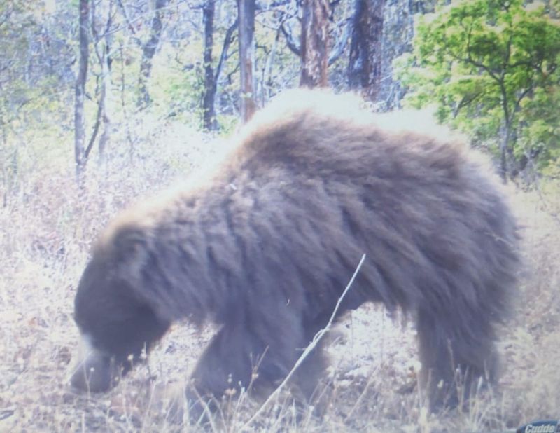 Brown bear found in Melghat tiger project | मेळघाट व्याघ्र प्रकल्पात आढळले तपकिरी रंगाचे अस्वल
