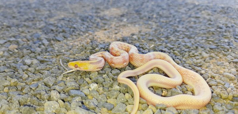 A very rare albino smuggler snake was found in Dighori area of Nagpur | नागपुरातील दिघोरी परिसरात आढळला अति दुर्मिळ अल्बीनो तस्कर साप