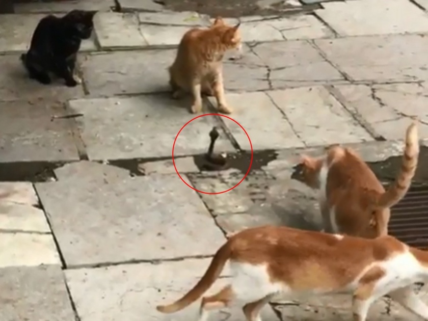 Neil nitin mukesh share shocking video four cats fight a snake | VIDEO : चार मांजरांनी सापावर केला हल्ला, अन् जे घडलं ते पाहून बसेल धक्का...