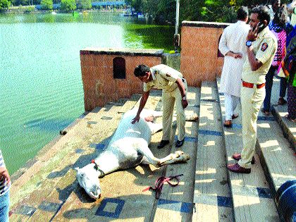  'Baba' sinks on Than Chowpatty, death of accident | ठाण्याच्या चौपाटीवर ‘बाबा’ घोड्याचा बुडून मृत्यू, दोर पायात अडकल्याने दुर्घटना घडल्याचा अंदाज