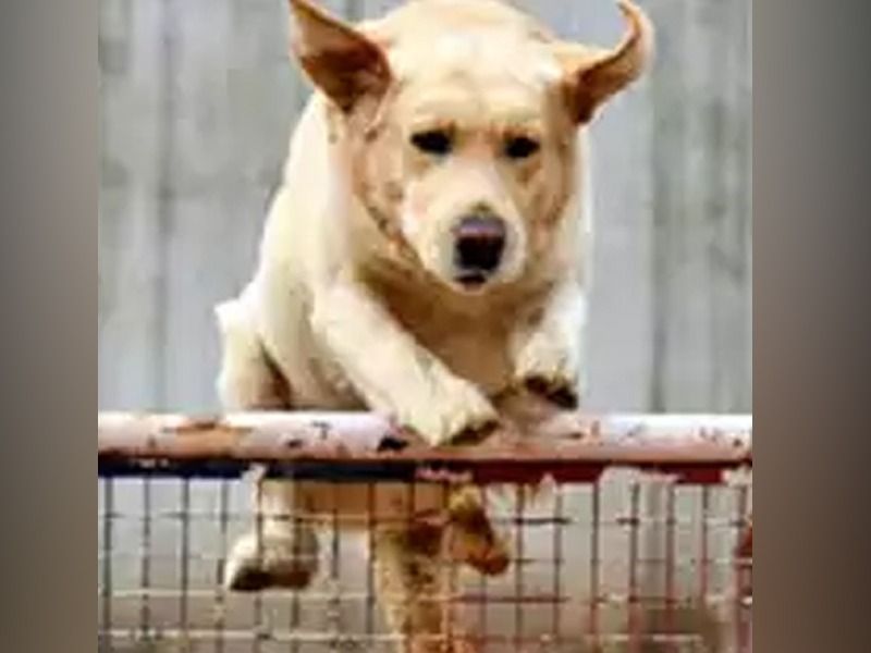 delhi polices labrador babu is indias top dog | 'बाबूभय्या'ची बातच न्यारी, भल्या-भल्या केसेस सोडवते भावा-बहिणीची जोडी